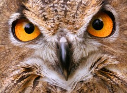 Eagle Owl 