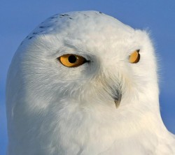 Snowy Owl