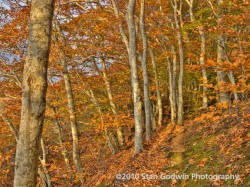 Beech Tree Forest ©2010 Stan Godwin