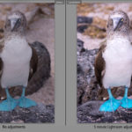 Before and after photo of a blue footed booby when edited with Adobe Lightroom