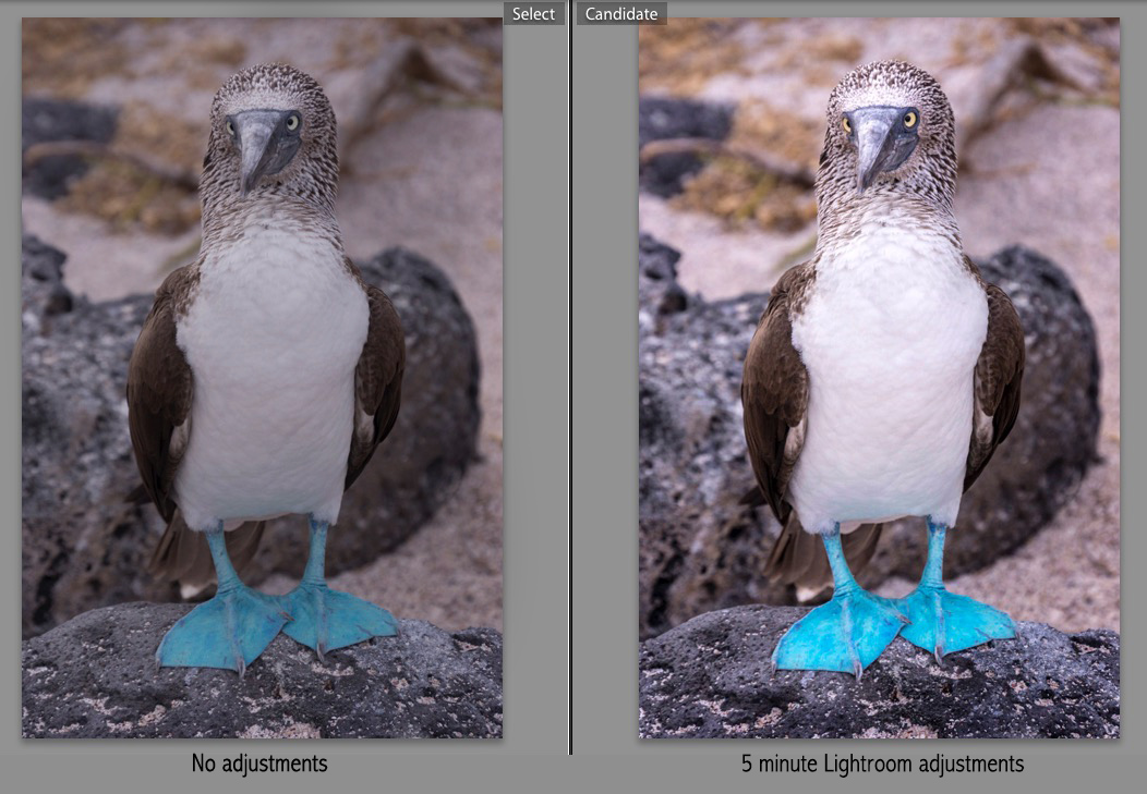 Before and after photo of a blue footed booby when edited with Adobe Lightroom