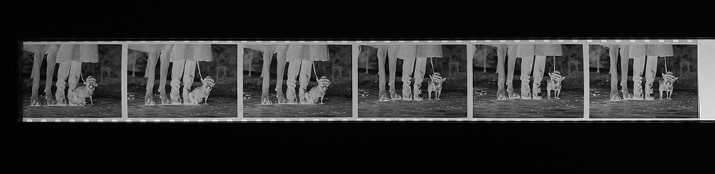 elliott erwitt negative strip in holder