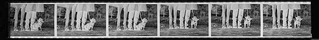 Elliott Erwitt Trusted Digital Silver Imaging With His Legacy