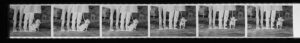 Elliott Erwitt Trusted Digital Silver Imaging With His Legacy
